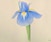 Irises in Watercolor - ONLINE